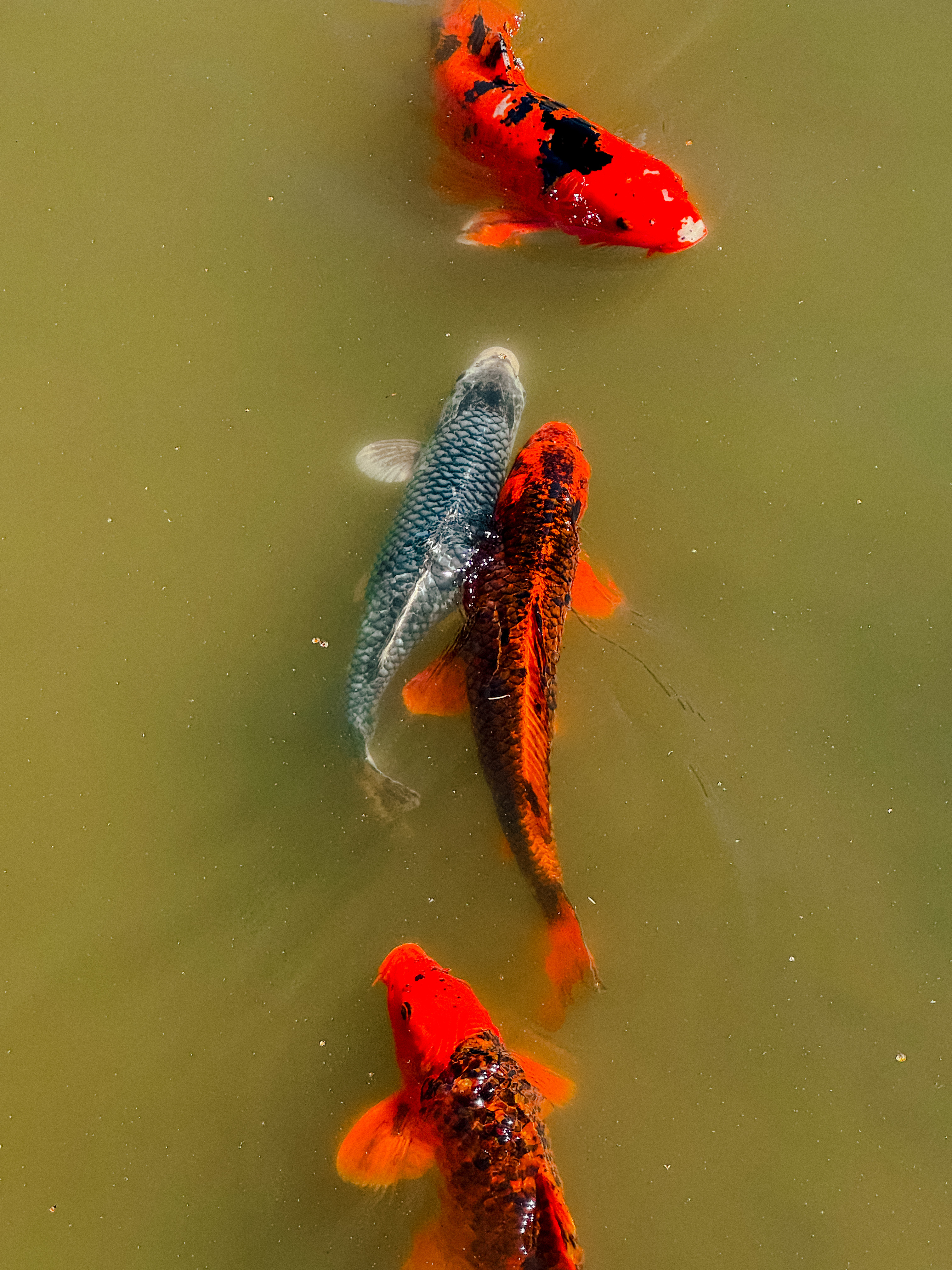 Japanese Gardens, Seattle Washington