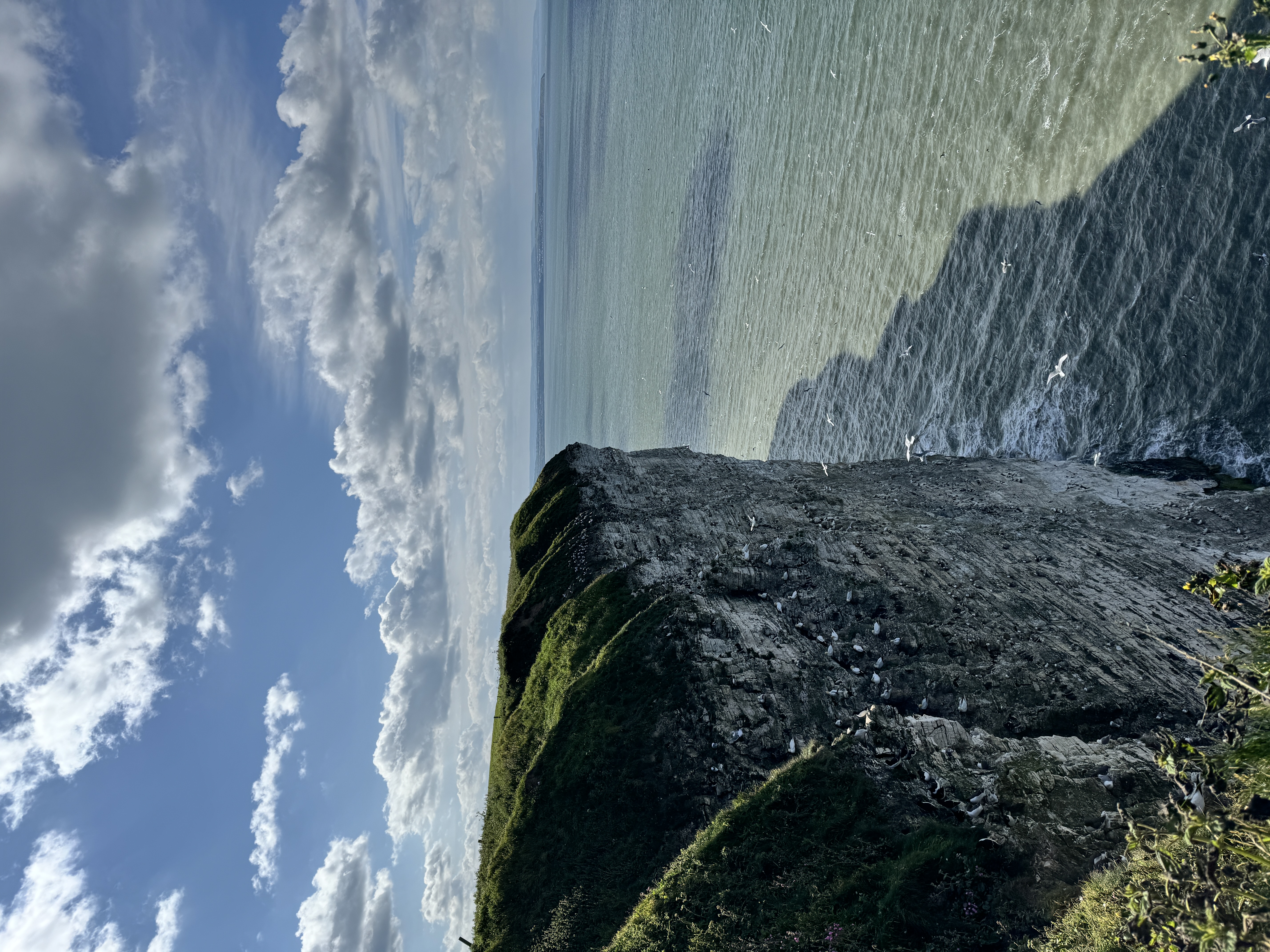 Bempton Cliffs